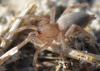 Drassodes sp.